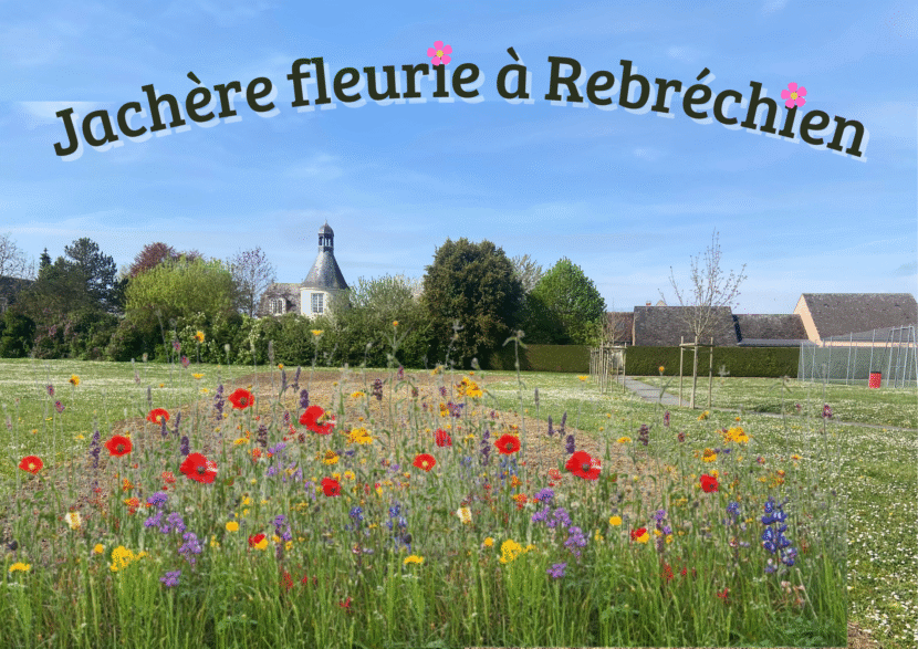 Une jachère fleurie à Rebréchien !